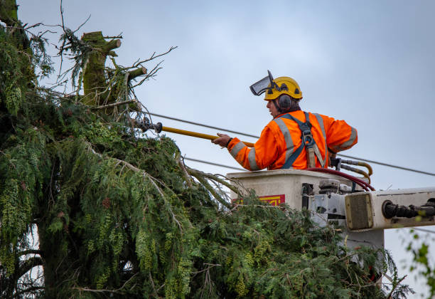  Rice, MN Tree Services Pros