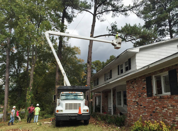 Best Tree Trimming and Pruning  in Rice, MN